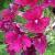 verbenacflo1claretgarnonswilliams1