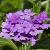 verbenacflos1lafrancekavanagh1a
