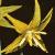 erythroniumflottuolumnense1a1