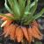 fritillariaflotimperiallis1a1