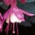 fuchsiaflotladythumb1a1