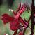 lobeliacardinalisflot1a