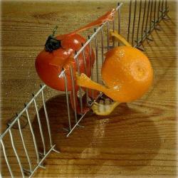 tomatoorangeandfence1a1a