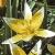 tulipatardaflot1a