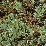 juniperusfolrecurvadensa1