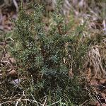 juniperusforcommunis1a1