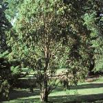 juniperusforrecurva1a1