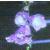adenophoracflospp99tricuspidatafoord