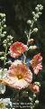 alceacflosroseahardyplantsociety1a1