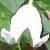 clematiscampanifloracfloroseland1