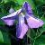 clematisdanaecfloroseland1