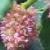 ercillacflovolubilisroseland