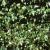 parthenocissusfolt1quinquefolia1a1