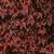 parthenocissusfolt2tricuspidataveitchii1a1a1