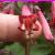 phygeliusfloc1funfarewine1