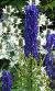 aconitumcflosbressinghamspirehardyplantssociety1