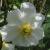 anemonecflohybridahonorinejobertgarnonswilliams