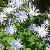 anemonecflosapenninawikimediacommons1a1