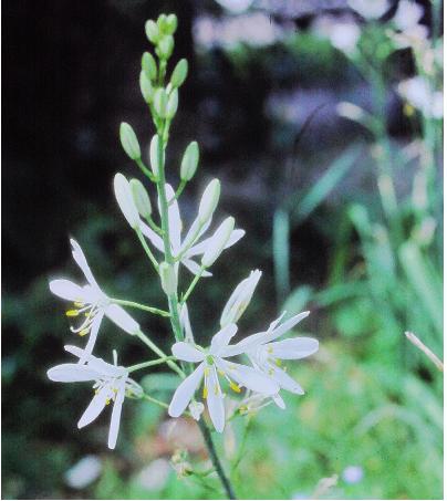 anthericumliliagoStBernardsLilyforfoord