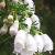 Ericalusitanicacflo1garnonwilliams1