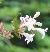 Abeliacflofloribundawikimediacommons1a