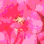 camelliajaponicaflott1a