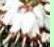 ericadarleyensiscfloswhiteglowdeeproot1a1a1a