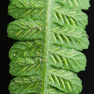 Depariaacrostichoidespfrond2wikimediacommons