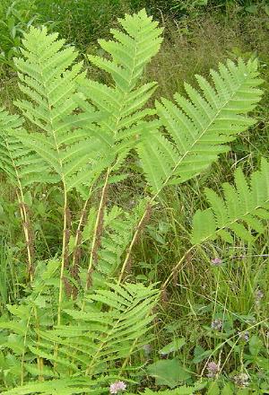 Osmundaclaytonianapforwikimediacommons