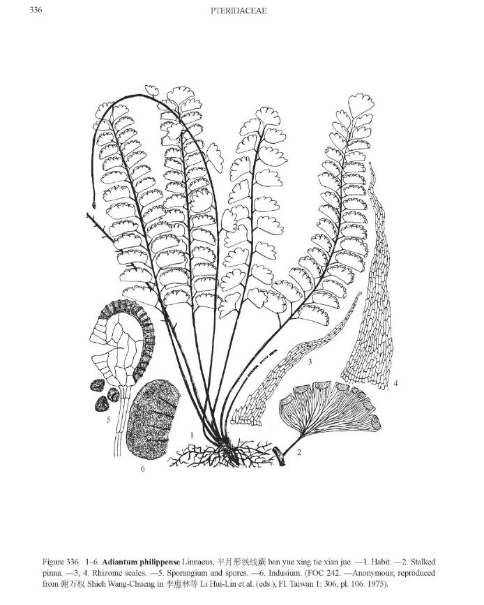 adiantumphilippensepfigureefloras