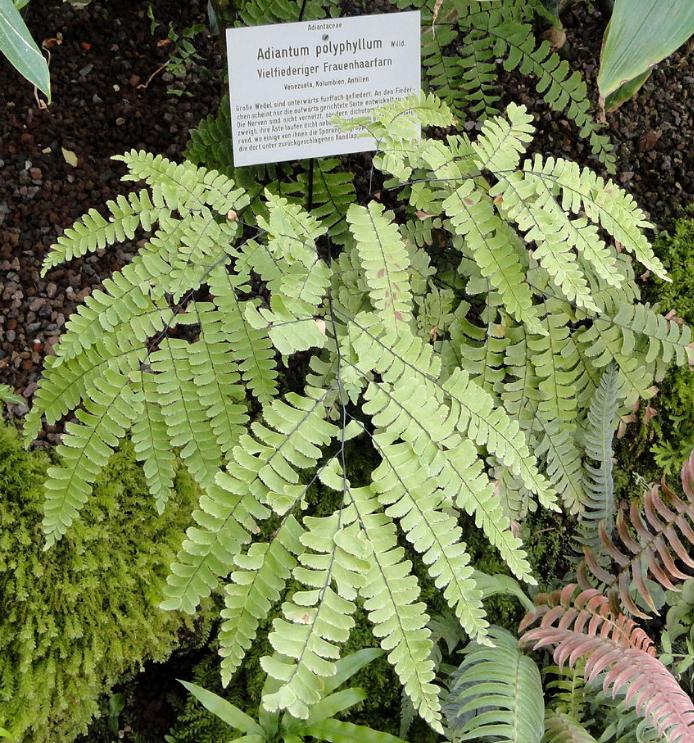 adiantumpolyphyllumpforwikimediacommons
