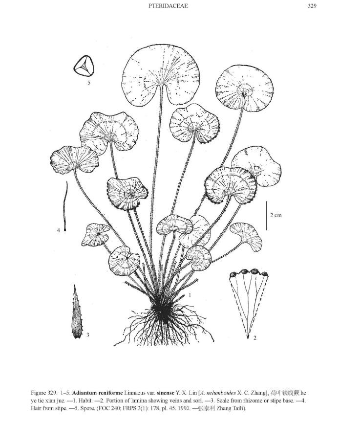adiantumreniformevarsinensepfigureefloras