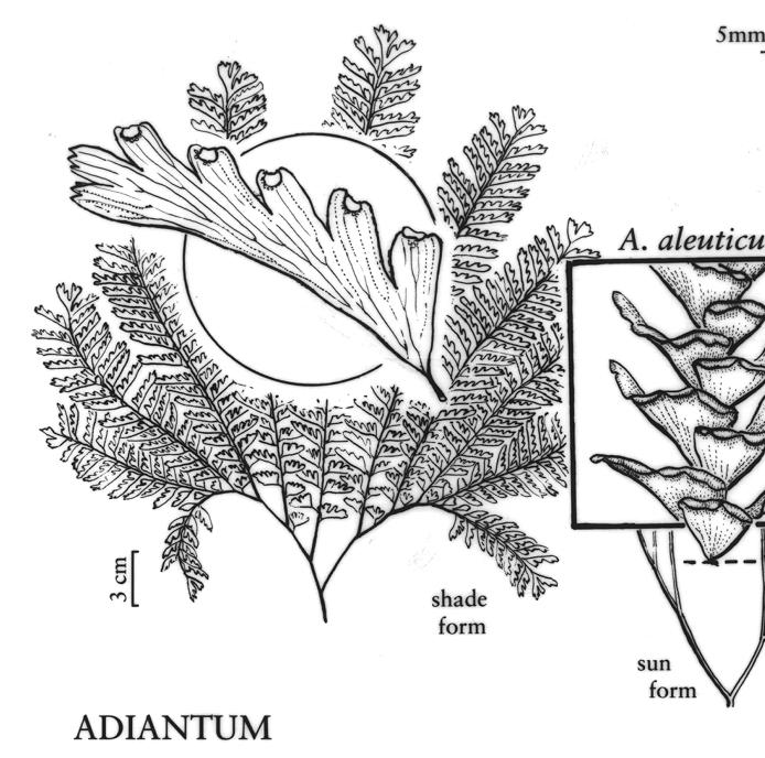 adiantumtenurumpfigureefloras