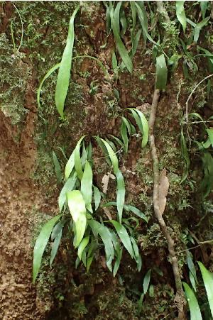 anarthropterislanceolatapforwikimediacommons