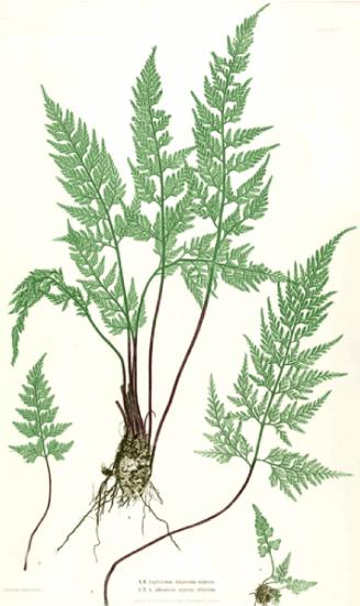 aspleniumadiantumnigrumpplatewikimediacommons