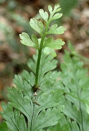 aspleniumbulbiferumpbulbilwikimediacommons