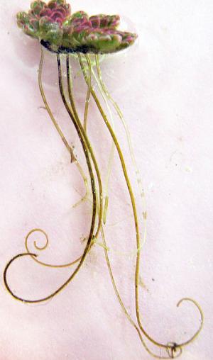 azollafiliculoidespfor1wikimediacommons1