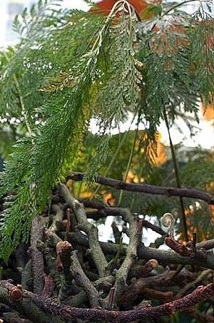 davalliasolidavarfejeensispforwikimediacommons