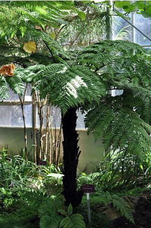 dicksoniaexternapforwikimediacommons