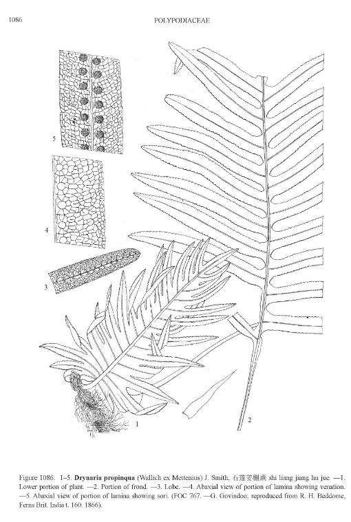 drynariapropinquapfigureefloras