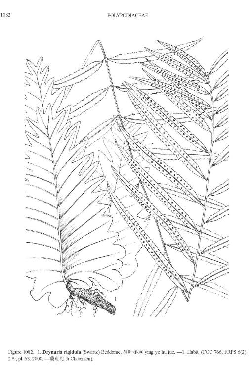 drynariarigidulapfigureefloras