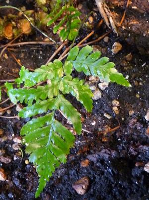 dryopteriserythrosorapfrond1denverbotanic