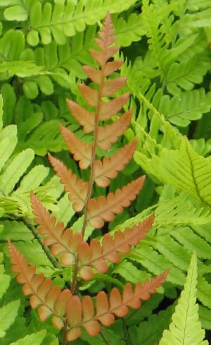 dryopteriserythrosorapfrond2coblands