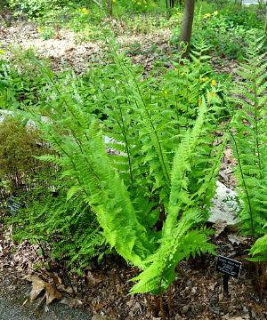 dryopterisgoldianapforwikimediacommons