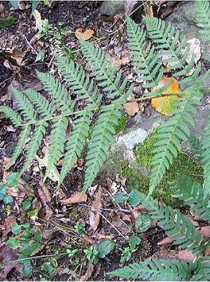 dryopterismarginalispfrondwikimediacommons