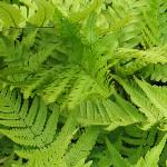 dryopterispfol1erythrosora