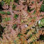 dryopterispfol4juverythrosora