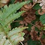 dryopterispfol4olderythrosora