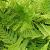 dryopteriscfol1erythrosora