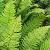 dryopteriscfrocycadina